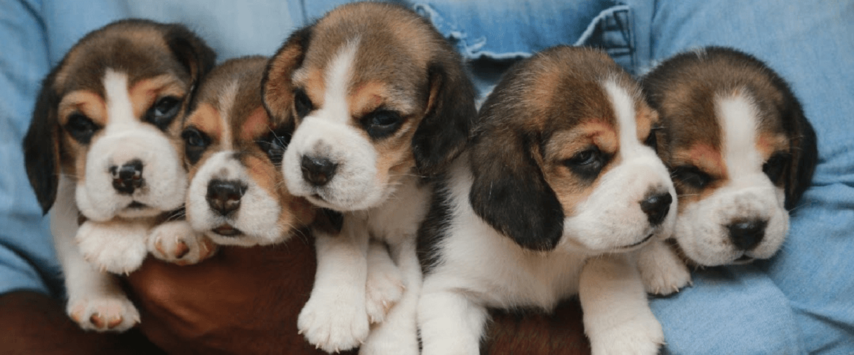 Beagle Puppies For Sale In Vizag