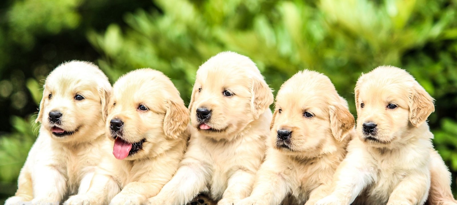 Golden Retriever Puppies For Sale In Goa