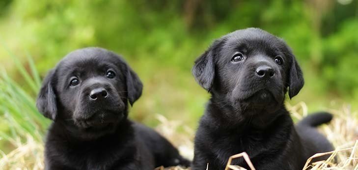Labrador Retriever Puppy Form Ahmedabad
