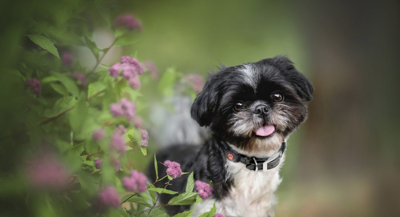 Shih Tzu  Puppy From Chennai