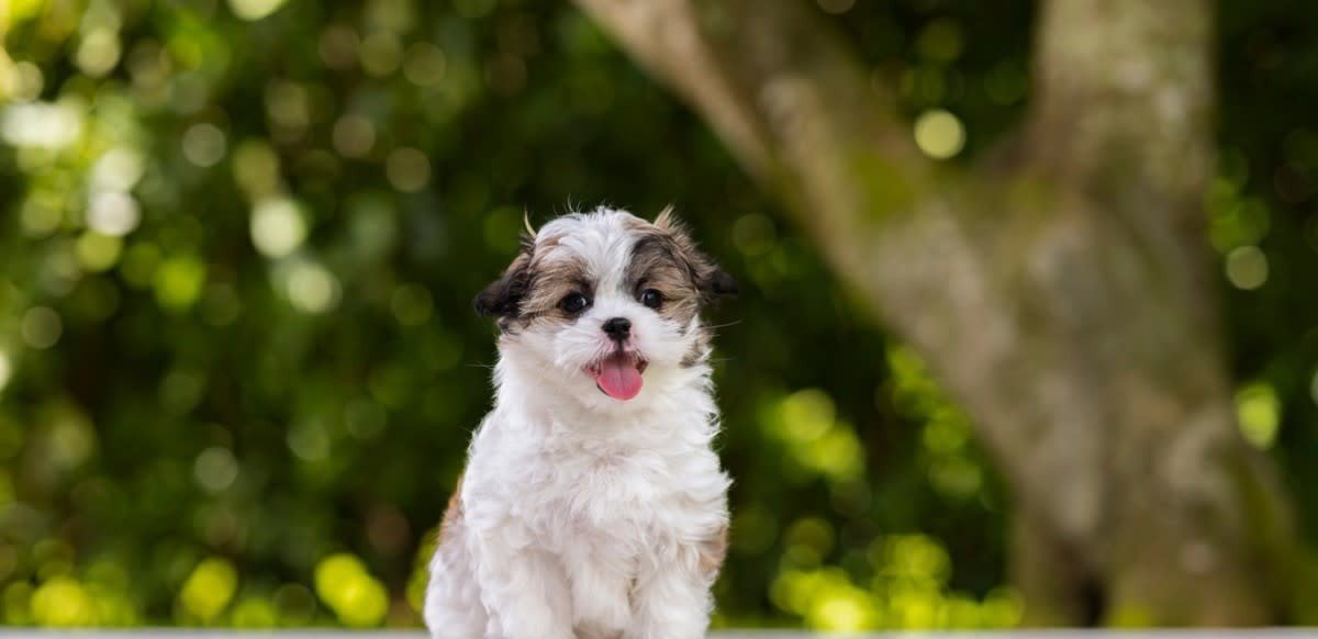Shih tzu Puppy from Mumbai