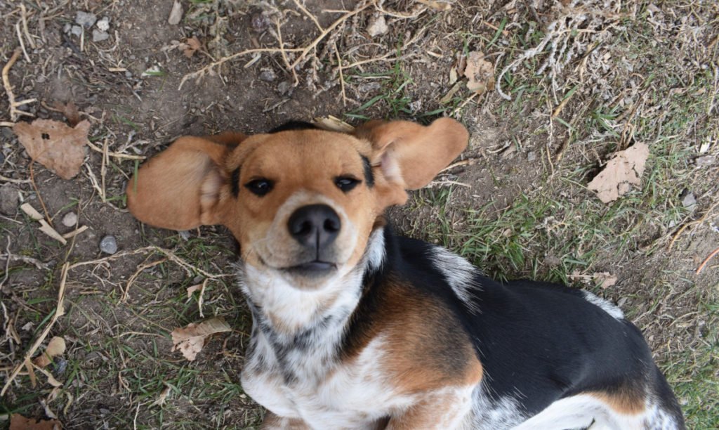 Beagle Puppies For Sale In Pune