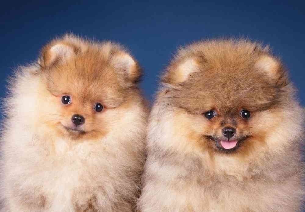 Pomeranian  Puppy From Jaipur