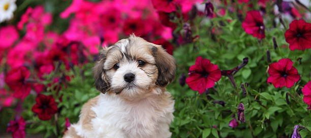 Shih Tzu  Puppy From Vizag