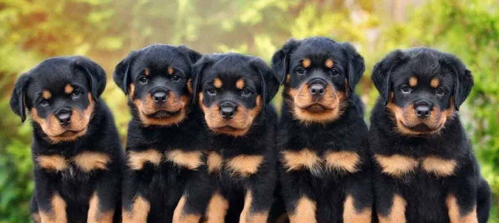 Rottweiler Puppy From Vizag