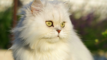 Persian Kittens For sale In Mumbai