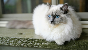 Ragdoll Kittens For sale In Mumbai