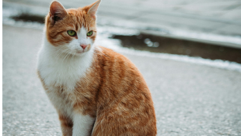 Ginger Cat For sale In Mumbai