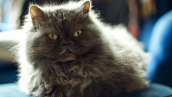 Himalayan Cat Sale In Mumbai