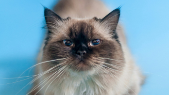 Siamese Cat Sale In Mumbai