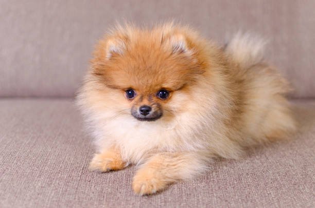Pomeranian dog price in Pune