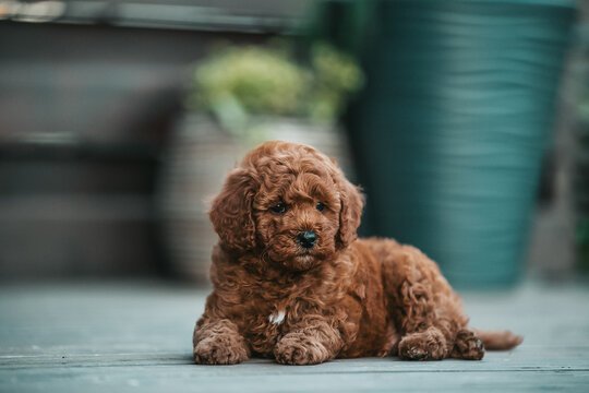 Poodle dog breeder in Pune