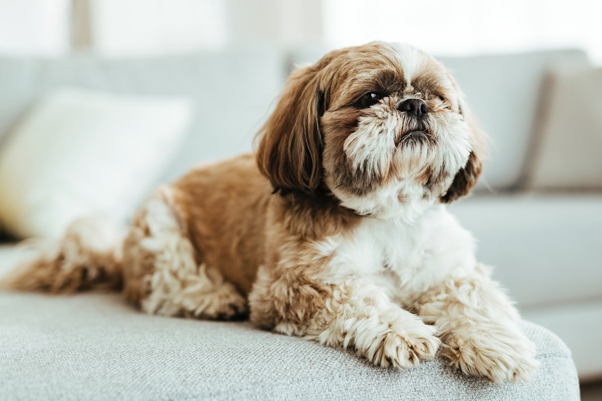 Shih Tzu puppies for sale online in Pune