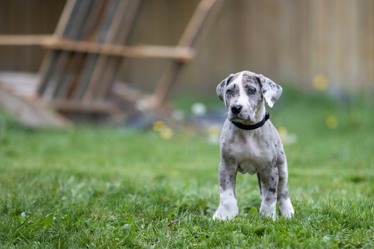 Great Dane puppies for sale online in Pune