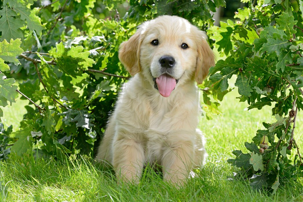 Golden Retriever puppies for sale In Pune