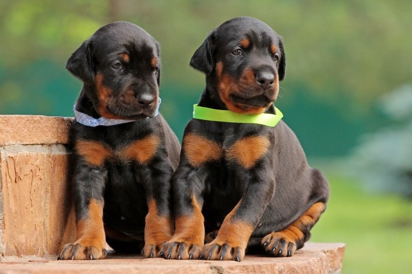 Doberman puppy for adoption In Pune