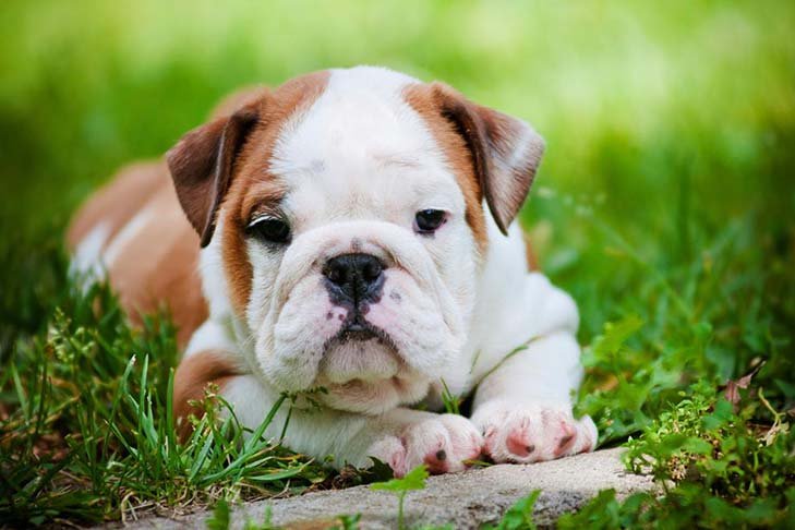 English Bulldog  puppies for sale in Pune