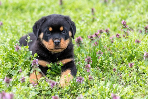 Rottweiler puppies for sale In Pune Pune