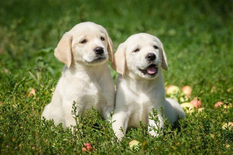 Labrador Retriever Price In Pune