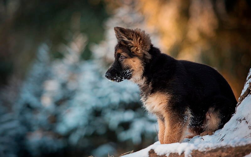 German Shepherd male puppy price In Pune