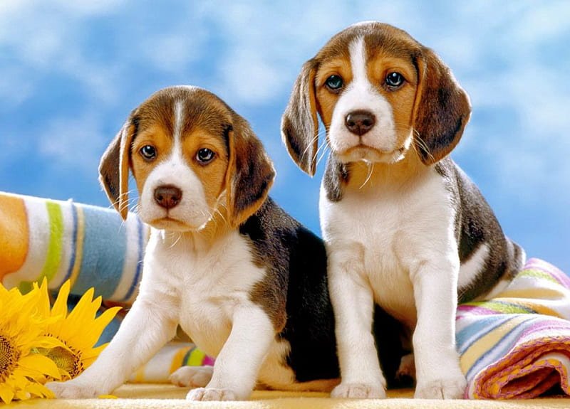 Beagle dog breeder In Pune