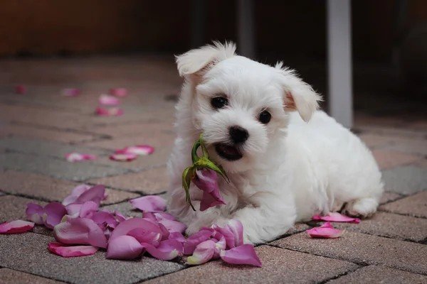 Buy Maltese puppies in Pune