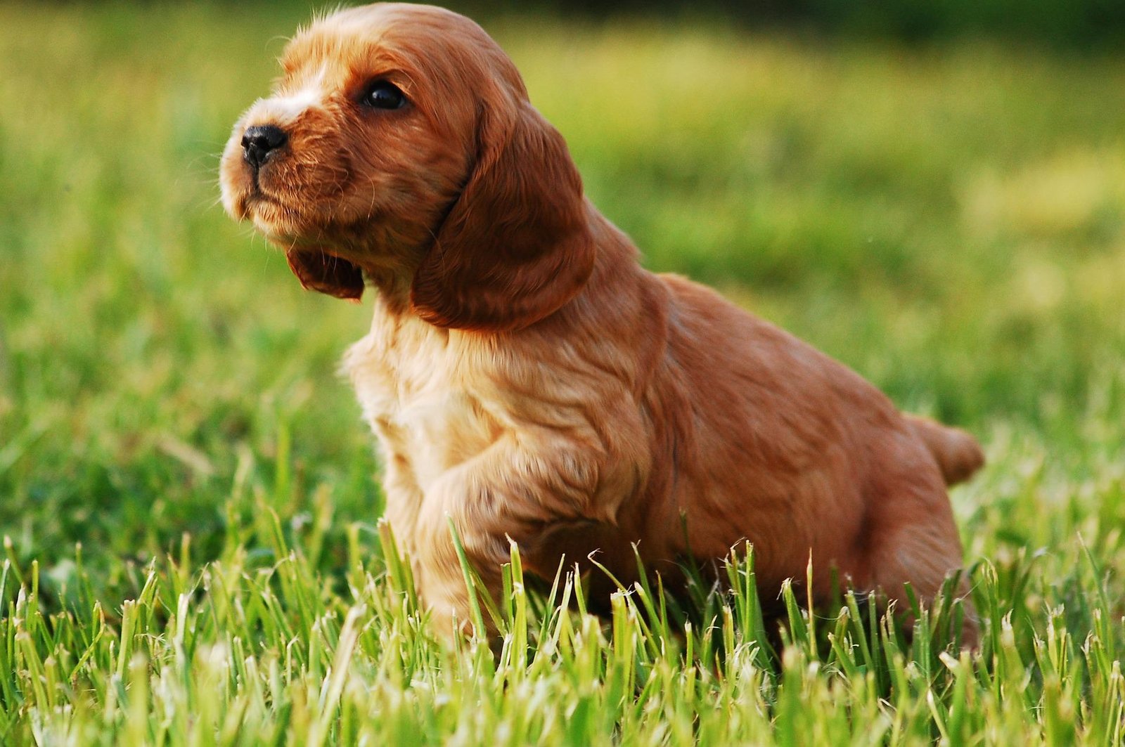 Cocker Spaniel  dog Price In Pune