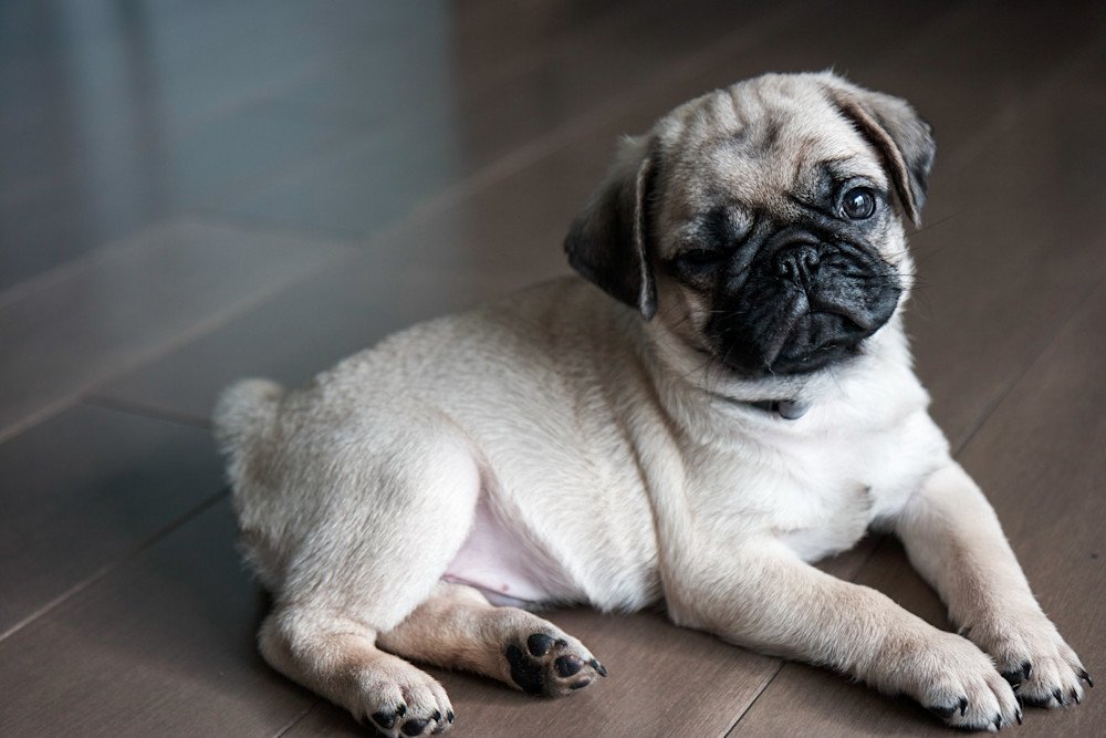 Pug puppies for sale in Pune