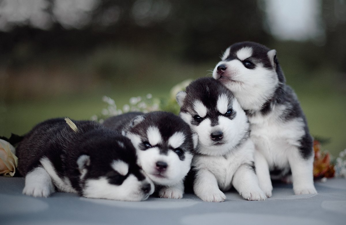Siberian Husky  dog Price In Pune