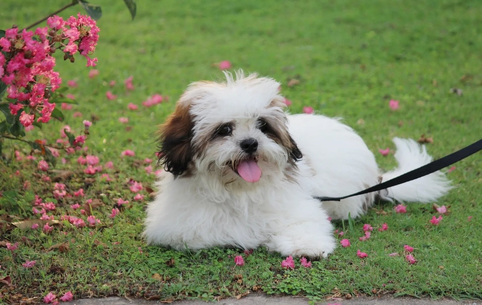 Lhasa Apso dog for sale near me In Pune