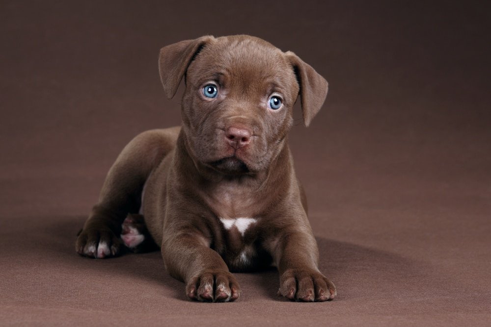Pitbull puppies for sale online in Pune