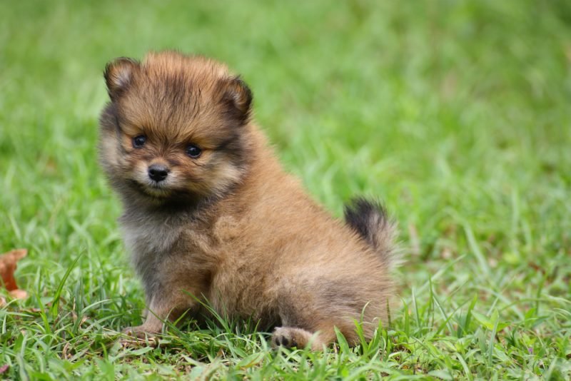 Toy Pomeranian puppies price in Pune