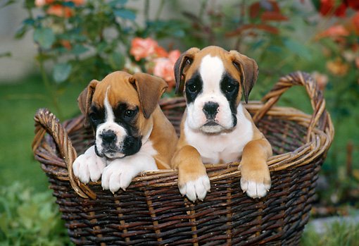 Boxer dog for sale near me In Pune