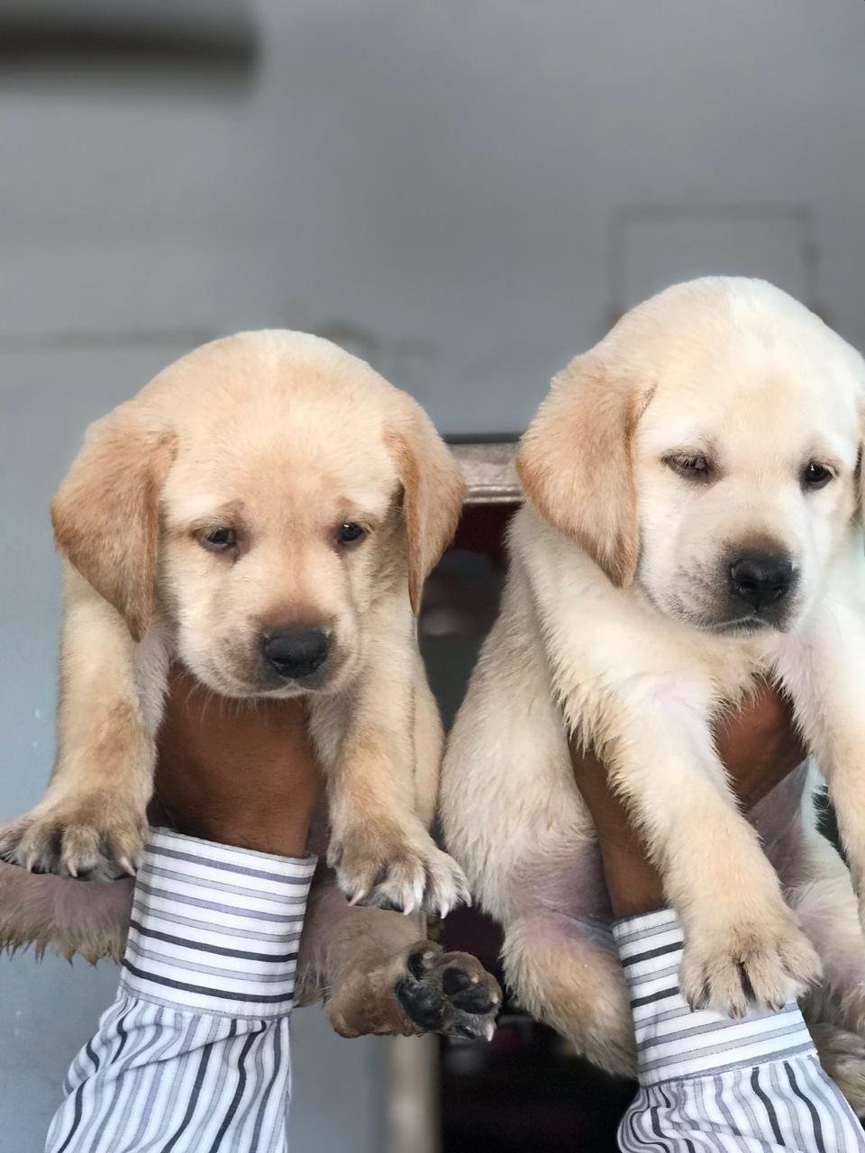 Labrador REtriever puppy price in Pune