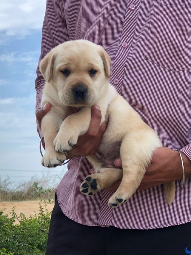 labrador retriever price in Pune
