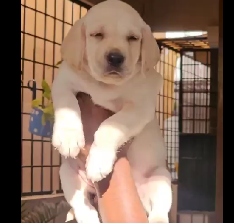 chocolate labrador price in Pune
