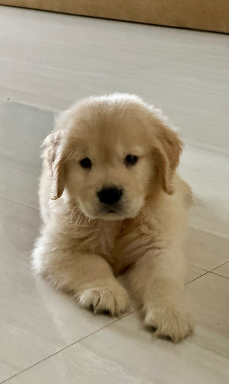 Golden Retriever dog for sale near me In Pune