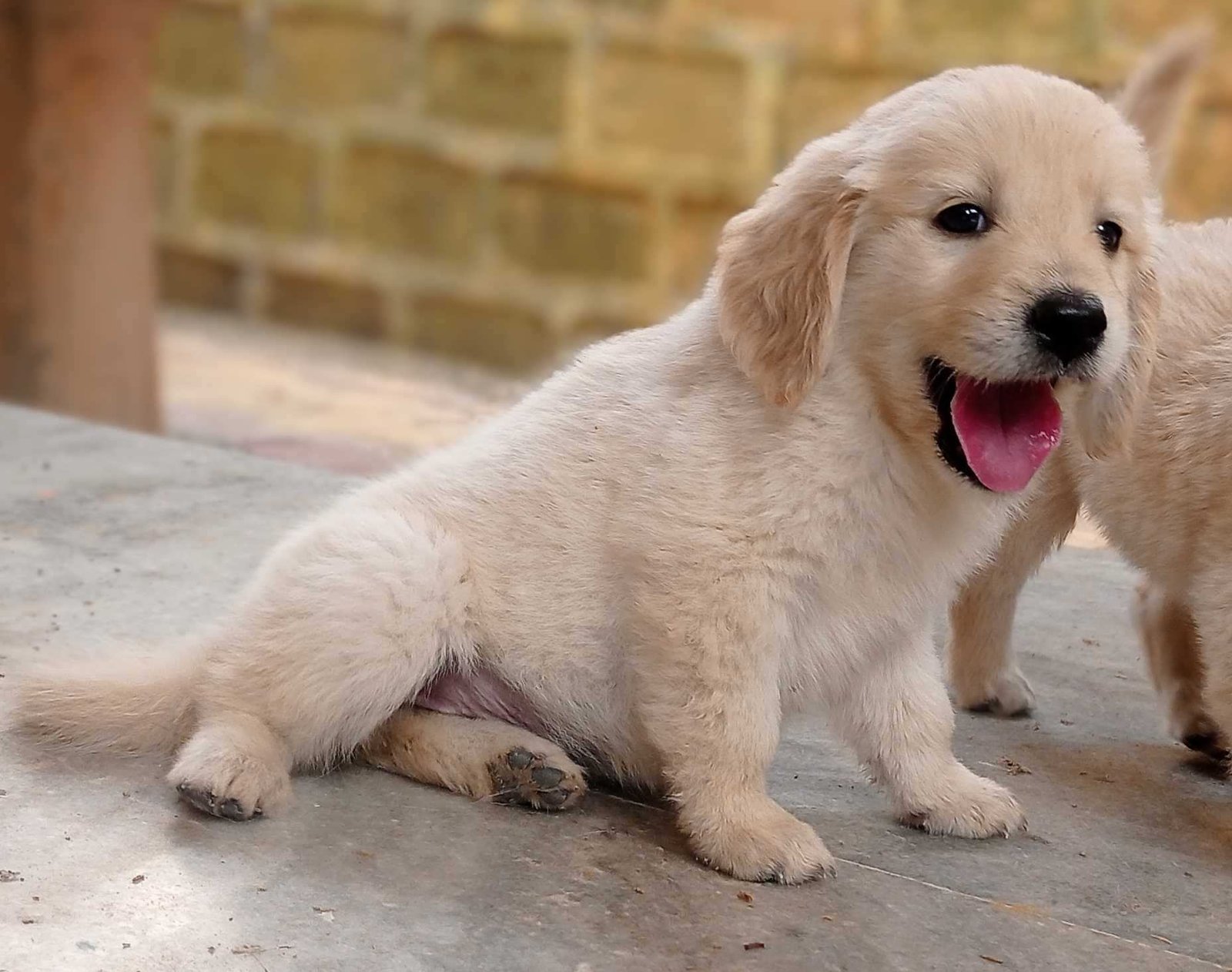 Golden Retriever female puppy price In Pune