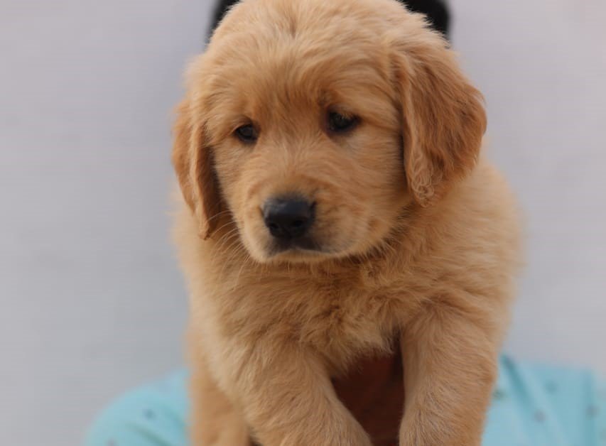 Golden Retriever dog price in Pune