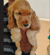 Cocker Spaniel male puppy price In Pune