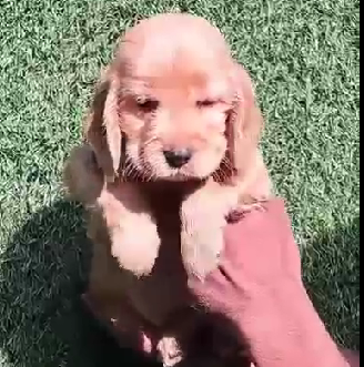 Cocker Spaniel Price In Pune