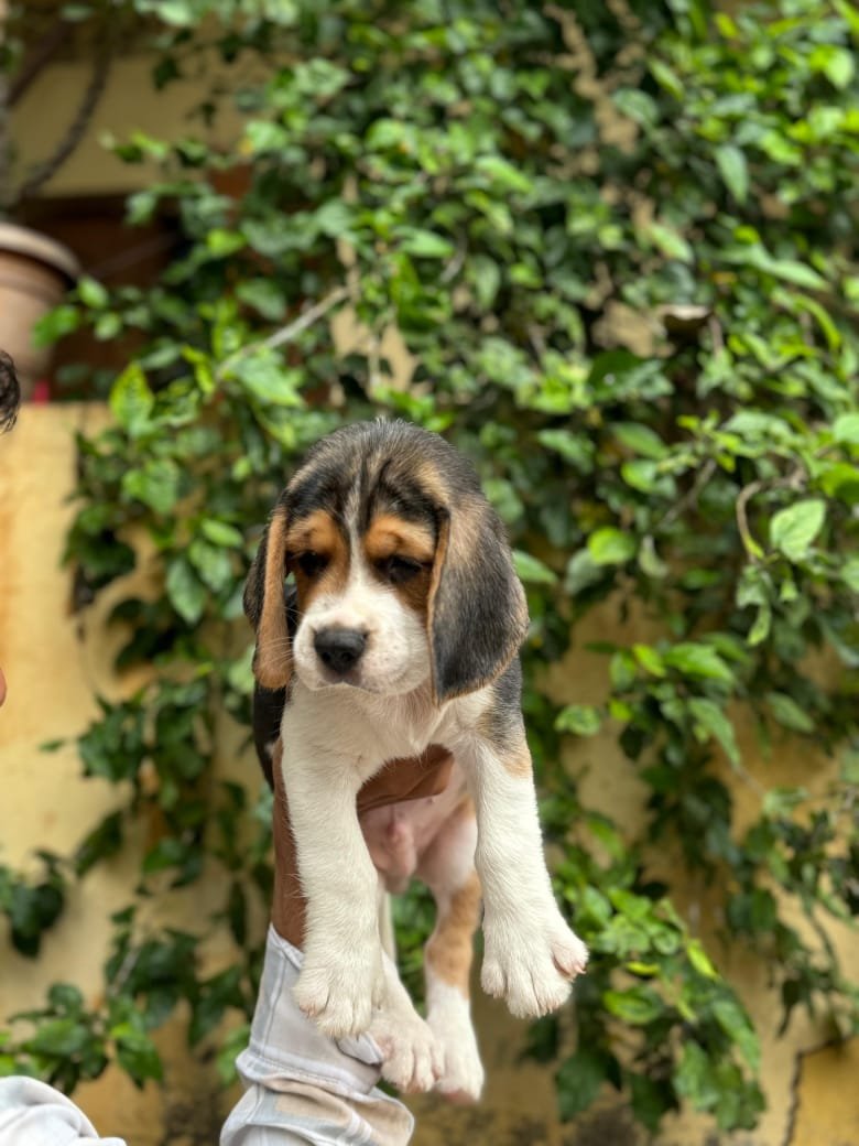 Beagle dog breeder In Pune