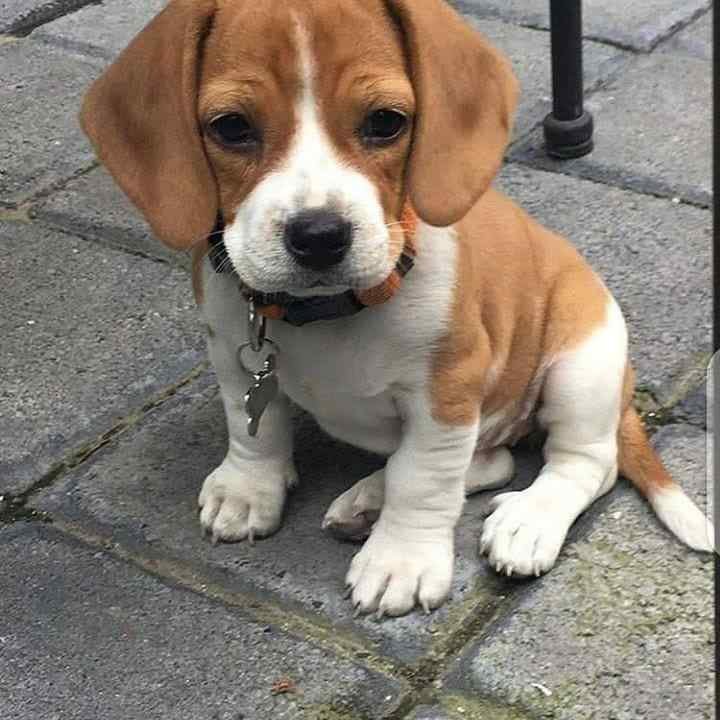 Beagle male puppy price In Pune