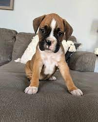 Boxer dog breeder In Pune