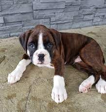 Boxer male puppy price In Pune