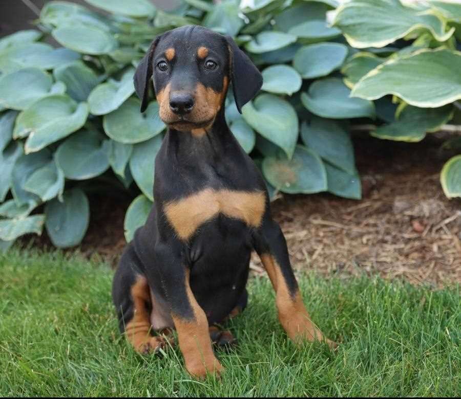 Doberman male puppy price In Pune