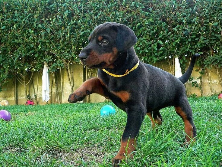 Doberman puppies for sale In Pune