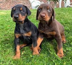 Doberman dog breeder In Pune