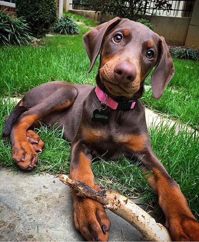 Doberman male puppy price In Pune
