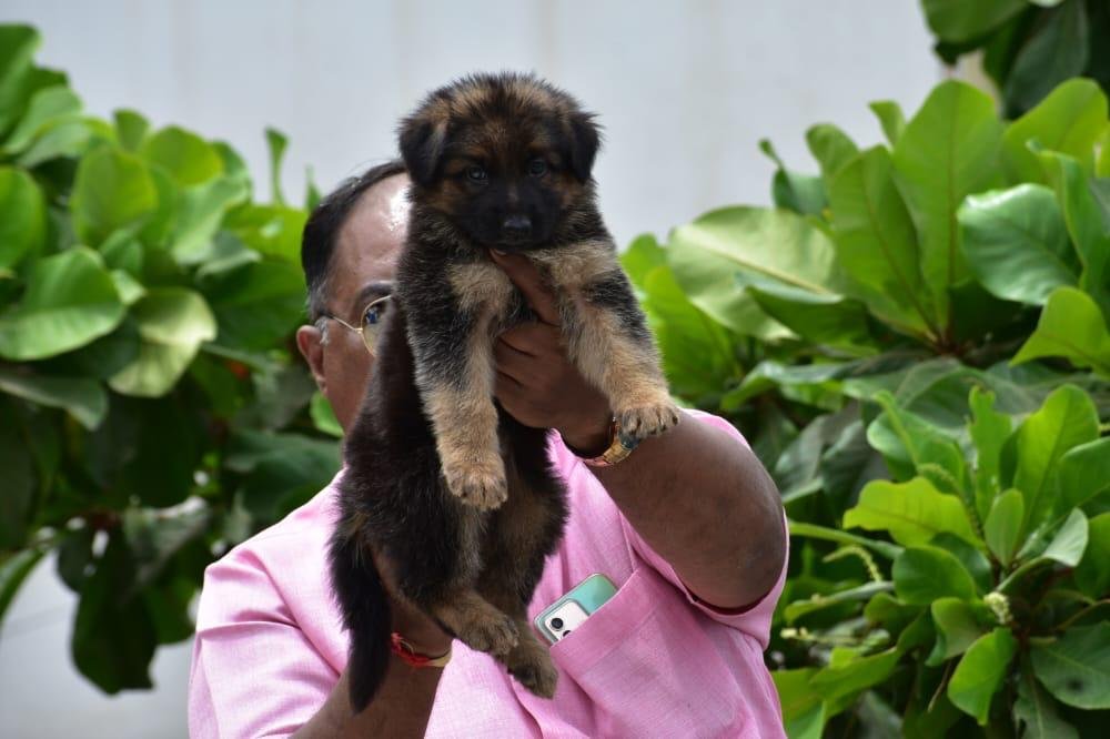 German Shepherd male puppy price In Pune
